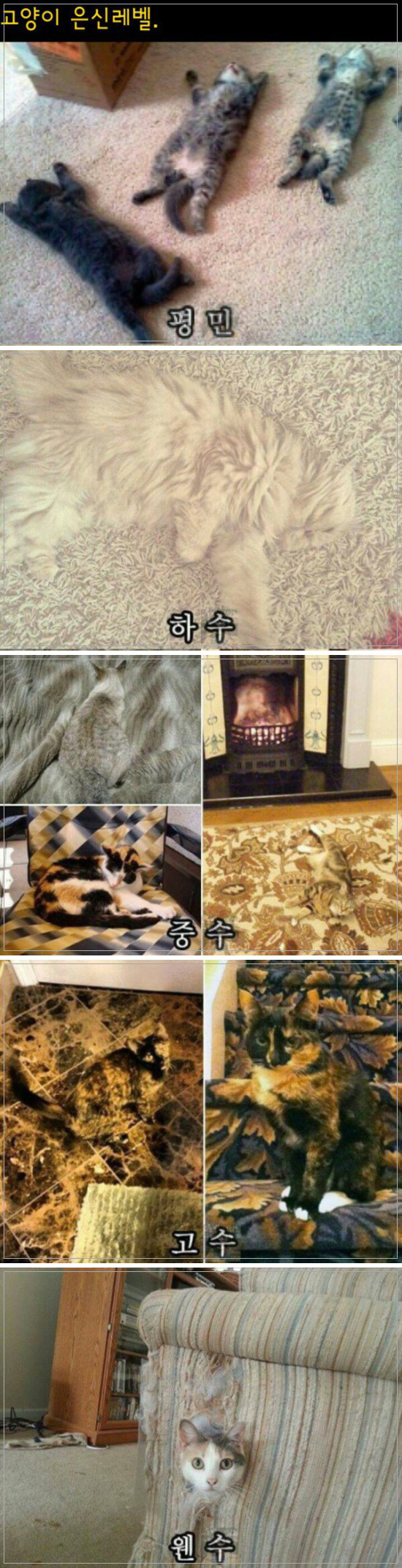 고양이 은신 레벨 | 인스티즈