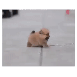 길가는 사람 다리 물어뜯는 무서운 개 | 인스티즈