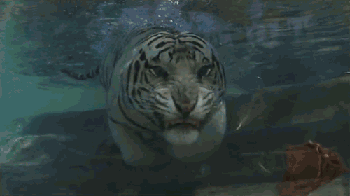 2021021213102137732.gif