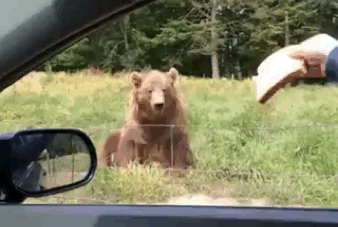 2021042505481278611.gif