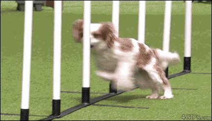 2021051712285189763.gif